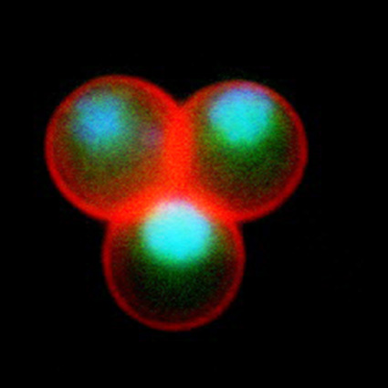 Female zygote with nuclear GFP expression