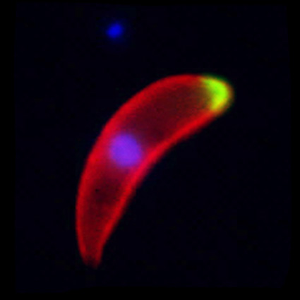 Ookinete showing apical GFP expression