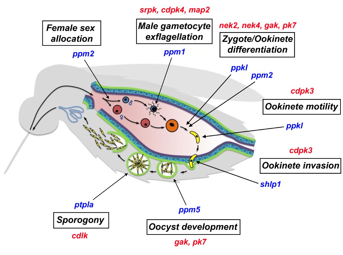 Stage specific function of various kinases and phosphatases in mosquito stages of parasite development