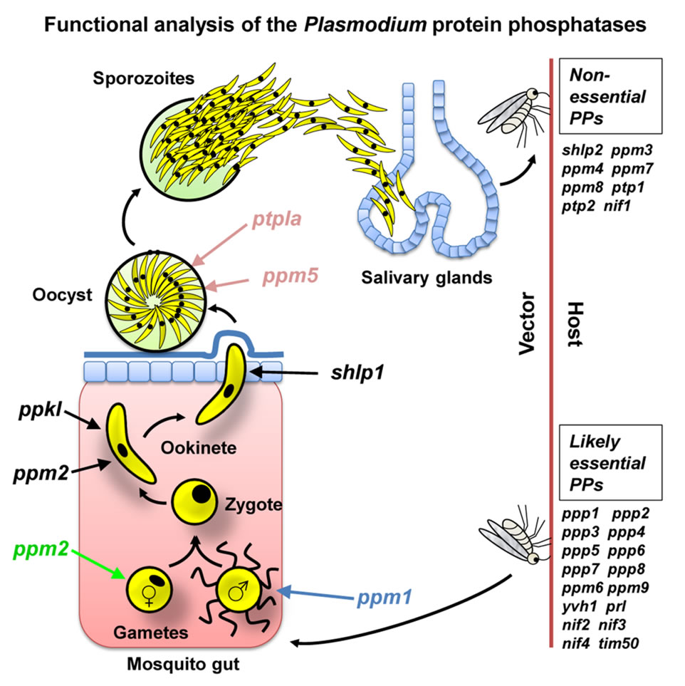 Stage specific function of various phosphatases in mosquito stages of parasite development