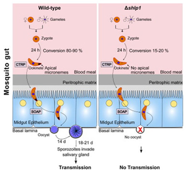 Crucial function of unique bacterial like phosphatases SHLP in ookinete differentiation