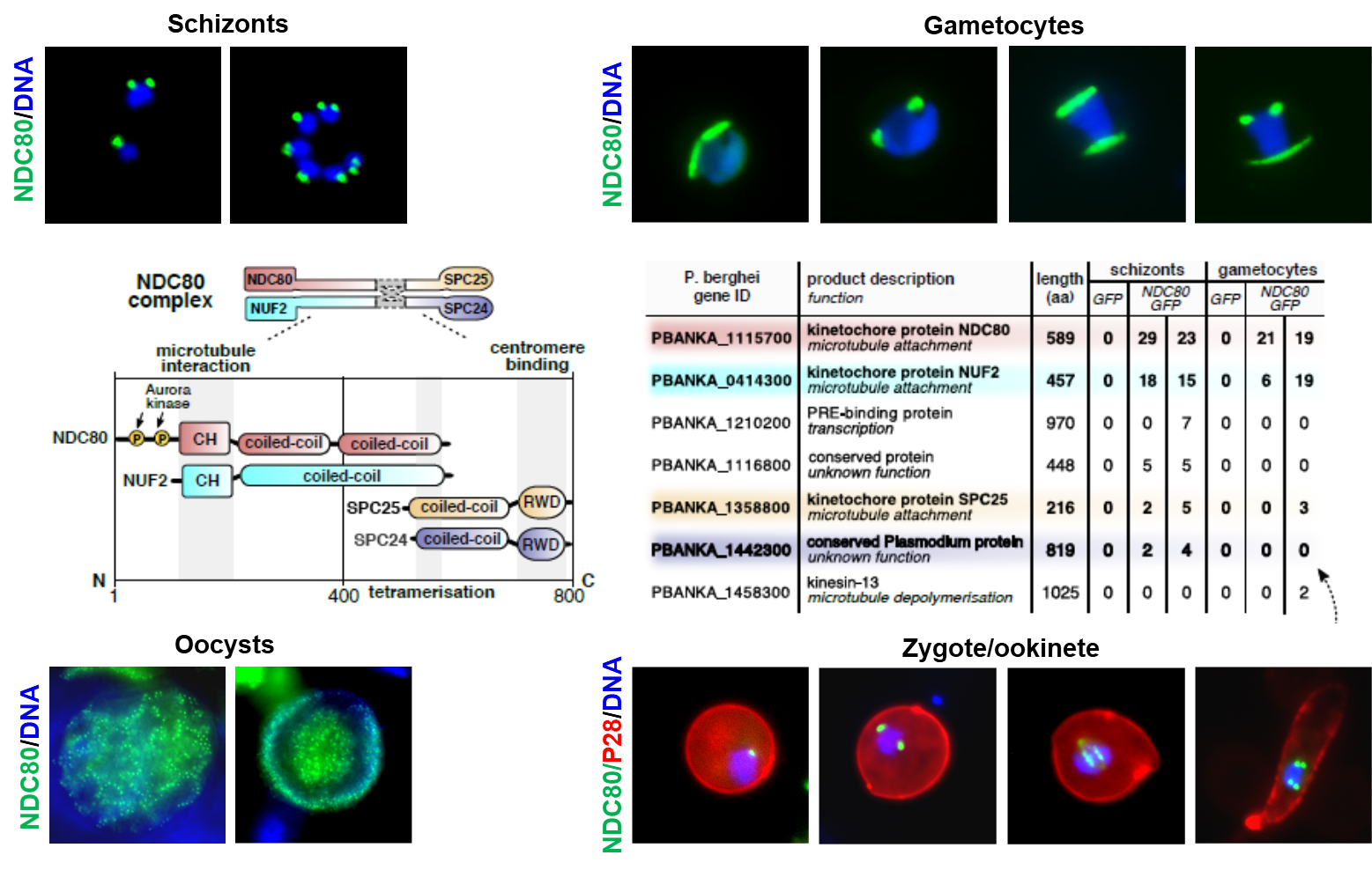 Unusual features of Plasmodium Ndc80 reveals atypical modes of chromosome segregation during parasite proliferation. Zeeshan et al JCS 2020