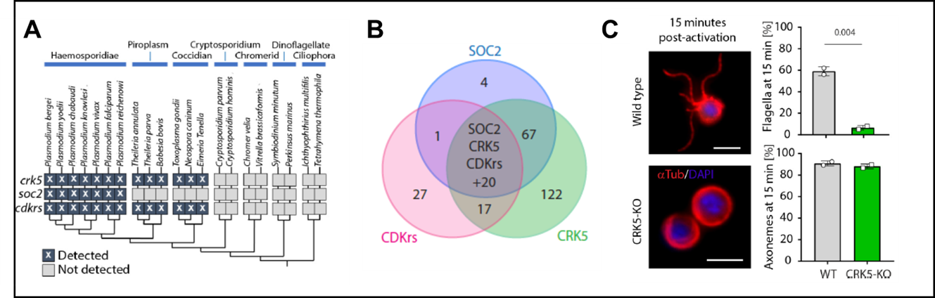 Plasmodium specific CRK5-Soc2-Cdkr complex (A and B) and its role during male gamete formation (Balestra, Zeeshan et al eLife 2020)