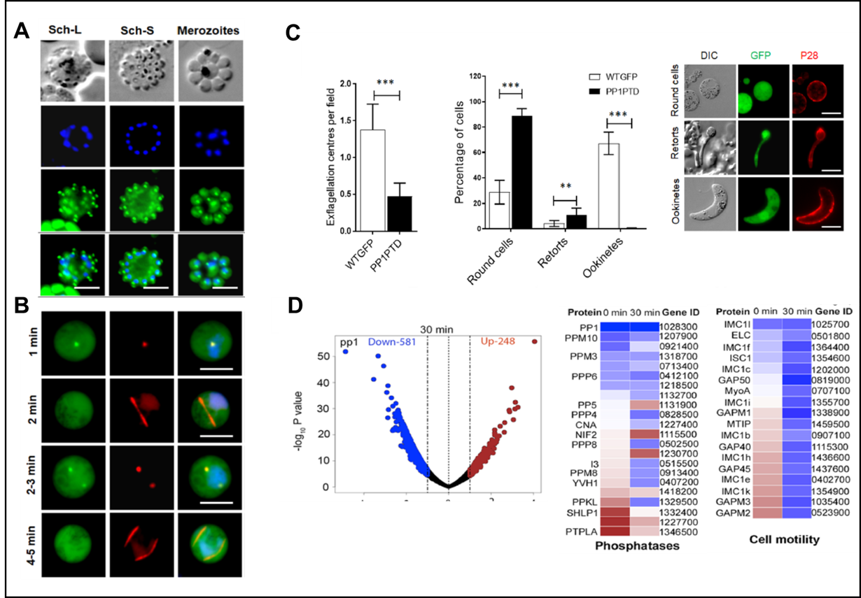 PP1 is present at schizogony and male gametogenesis (A and B) and is required both for male gametogenesis and ookinete formation as well as transcription of other phosphatase and cell motility genes when knockdown (C and D) (Zeeshan et al 2021)