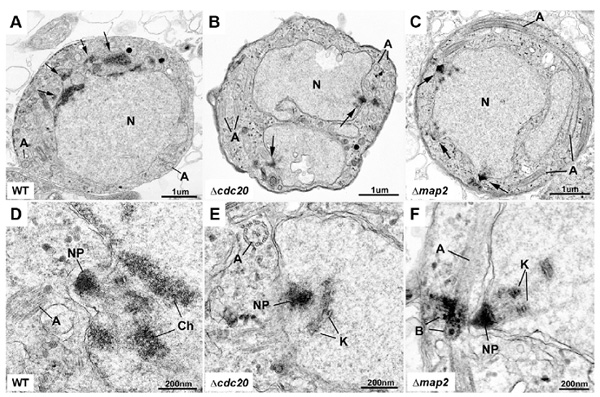 Cell division protein CDC20 affects male gamete formation and has absence of consensed chromatin