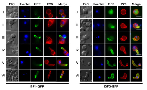 Two ISP genes that early marker for apical polarity in zygote development